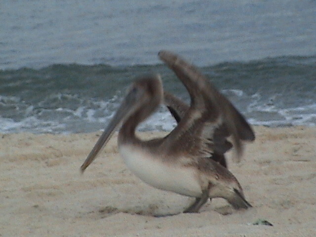 Pelicano