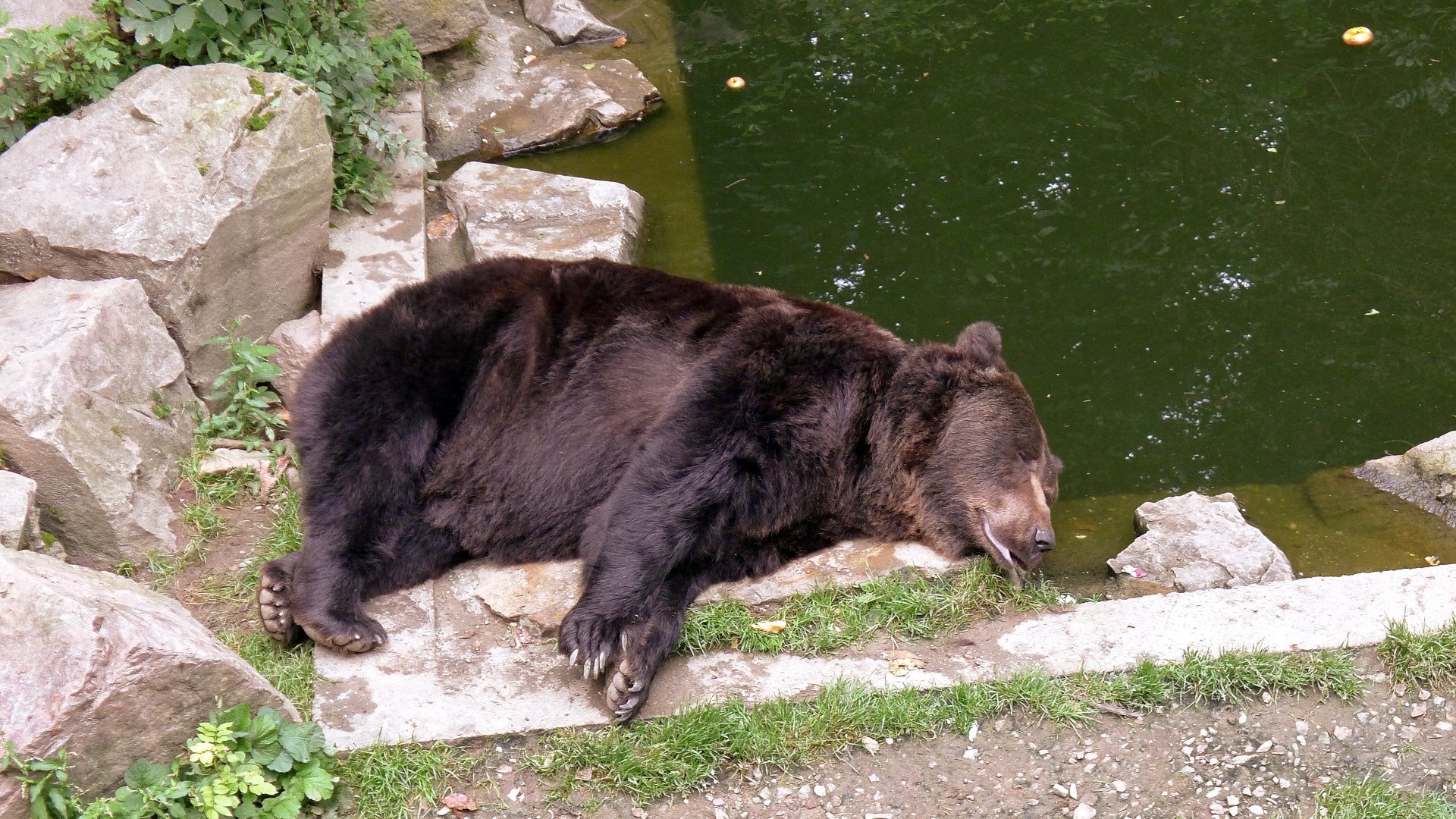 Besuche In Der Fasanerie Wiesbaden Tomedels Webseite
