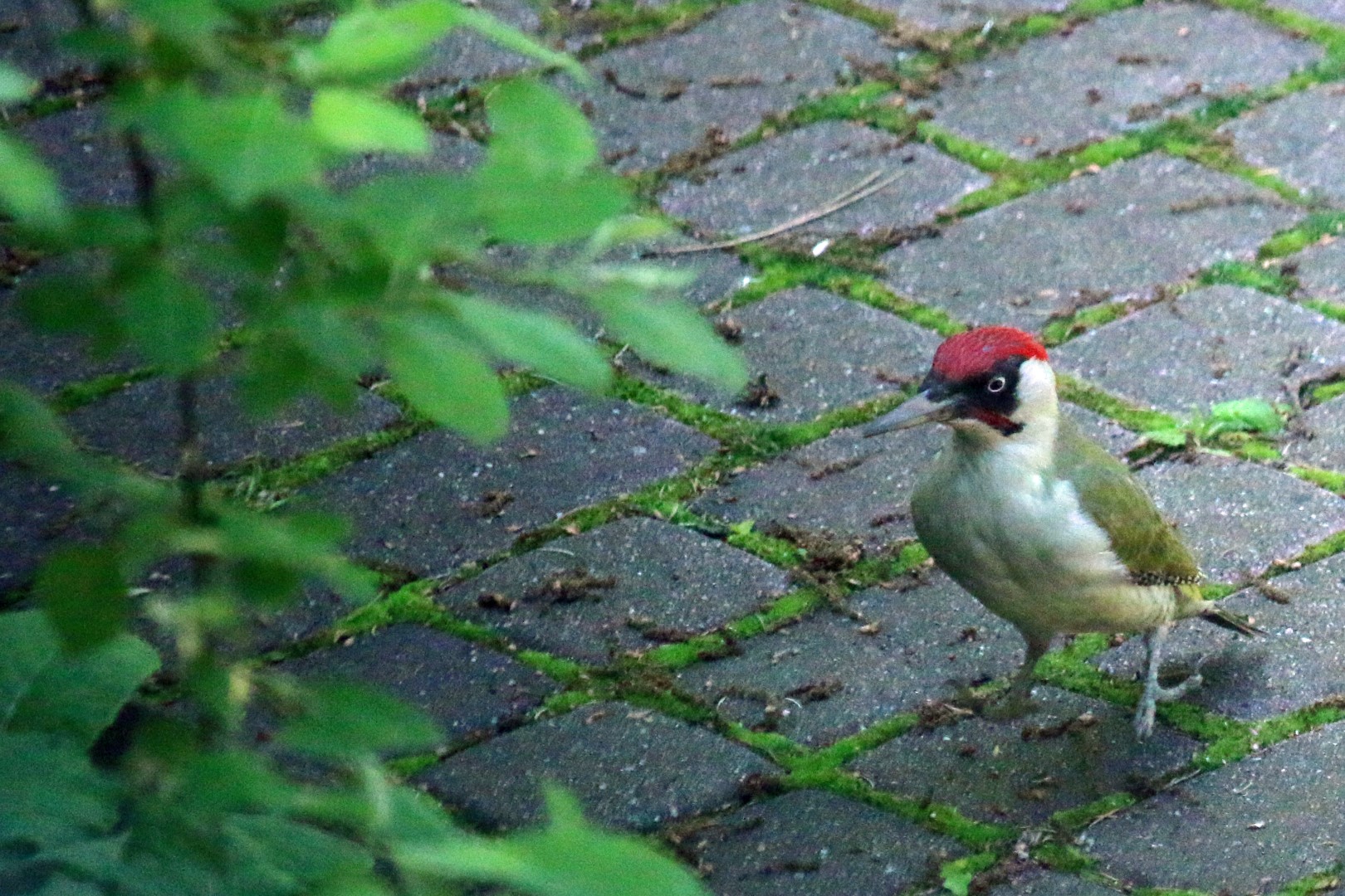 Vogelwelt In Unserem Garten Tomedels Webseite