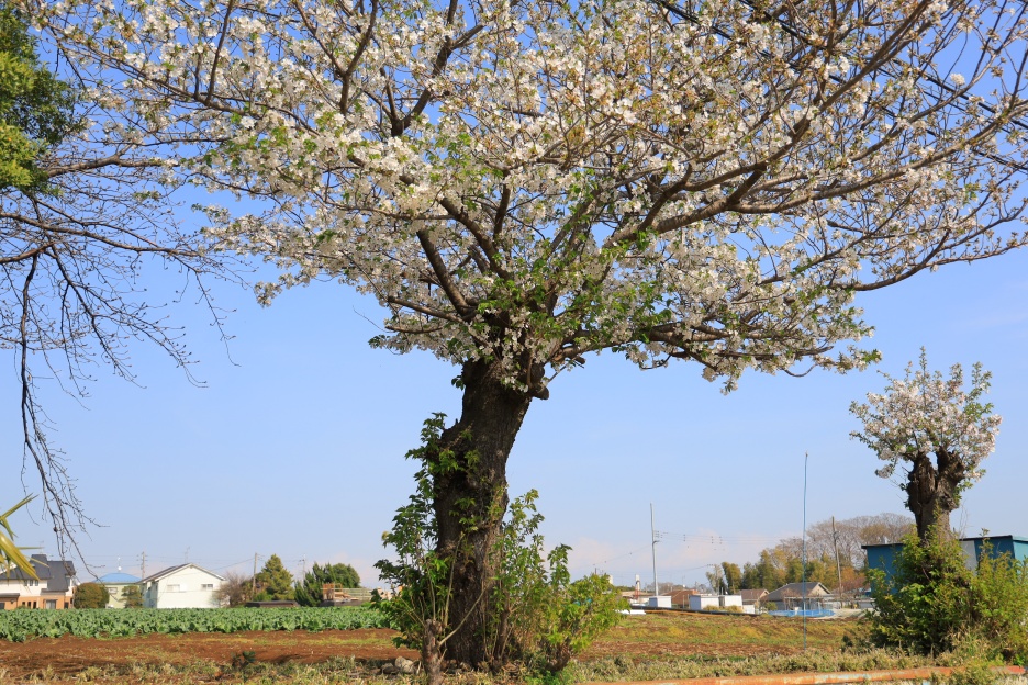 神大寺の親子桜（勝手に命名!）