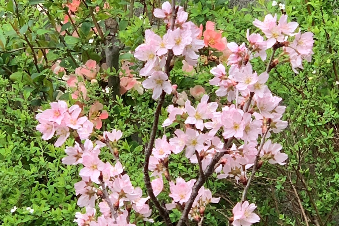 「塩嘗地蔵尊」敷地の「敬翁桜」が満開になりました！