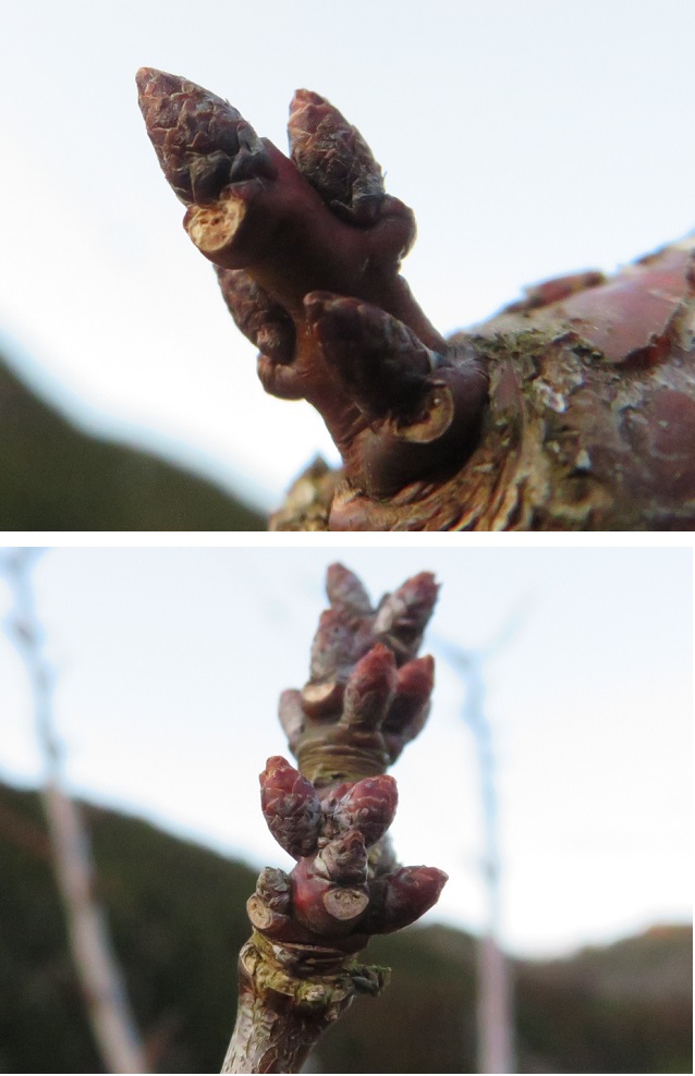 アンズの新芽 - 富岡果樹園(兵庫県佐用町・三日月) アンズの新芽 - 富岡果樹園(兵庫県佐用町・三日月)