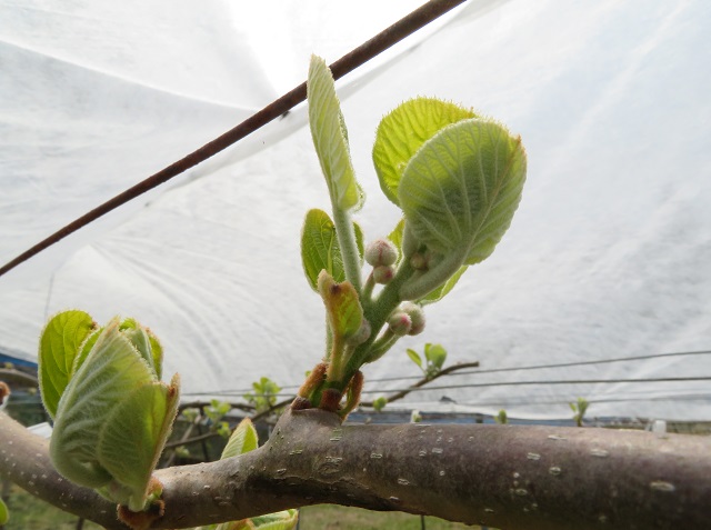 キウイフルーツの新芽 富岡果樹園 兵庫県佐用町 三日月