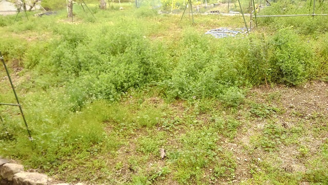 春の雑草と冬の除草剤 富岡果樹園 兵庫県佐用町 三日月