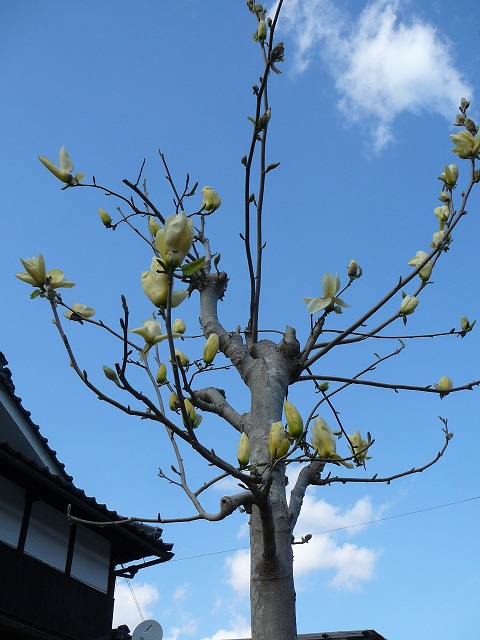 モクレンの花が咲きました 富岡果樹園 兵庫県佐用町 三日月