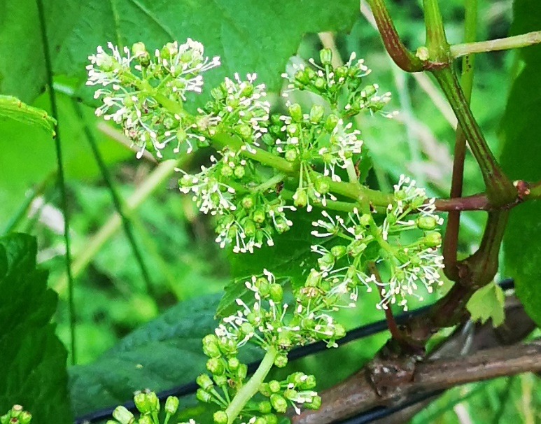 Thomas Walk Vineyard The unique Irish Vinery! Thomas Walk Vineyard