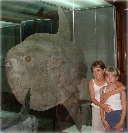 Poisson lune (Sun fish, mola-mola) de 500 kg au Musée de Funchal.