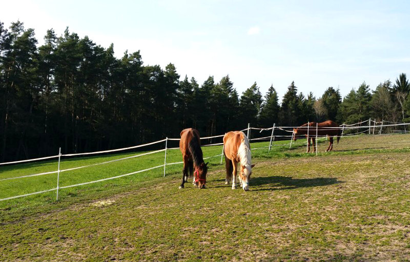 Pferdesenioren auf ihrem täglichen Koppelgang