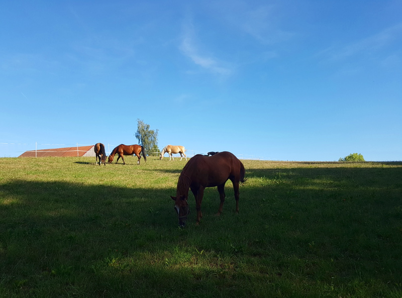 Weide im August (2018)