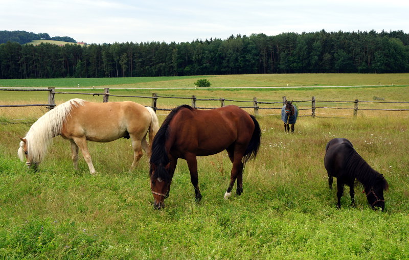 Auf der Sommerweide