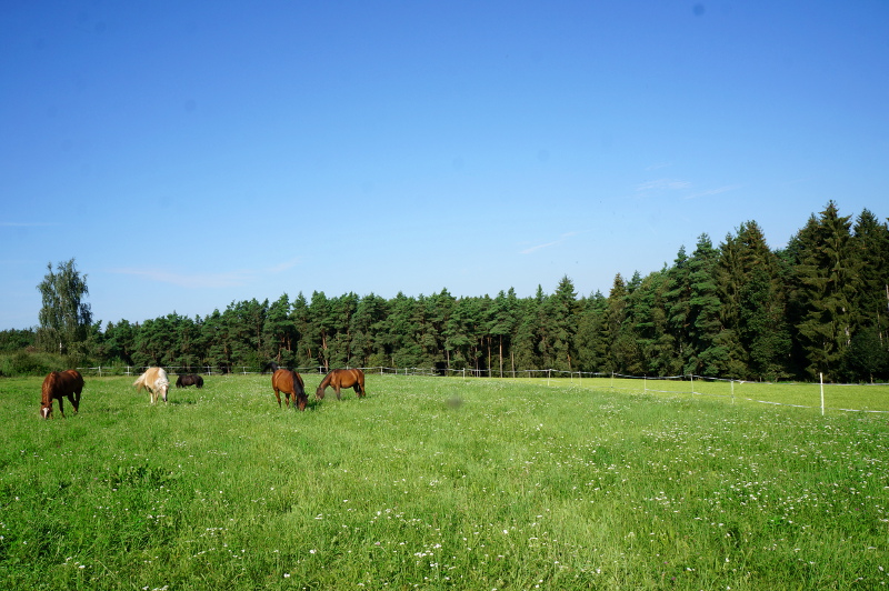 Wechselnde Graskoppeln im Sommer