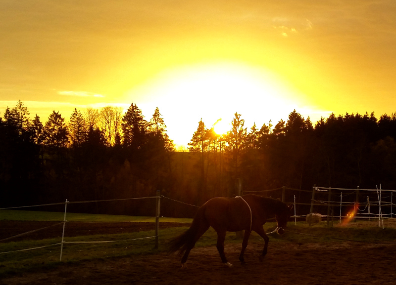 Abenddämmerung auf dem Reitplatz