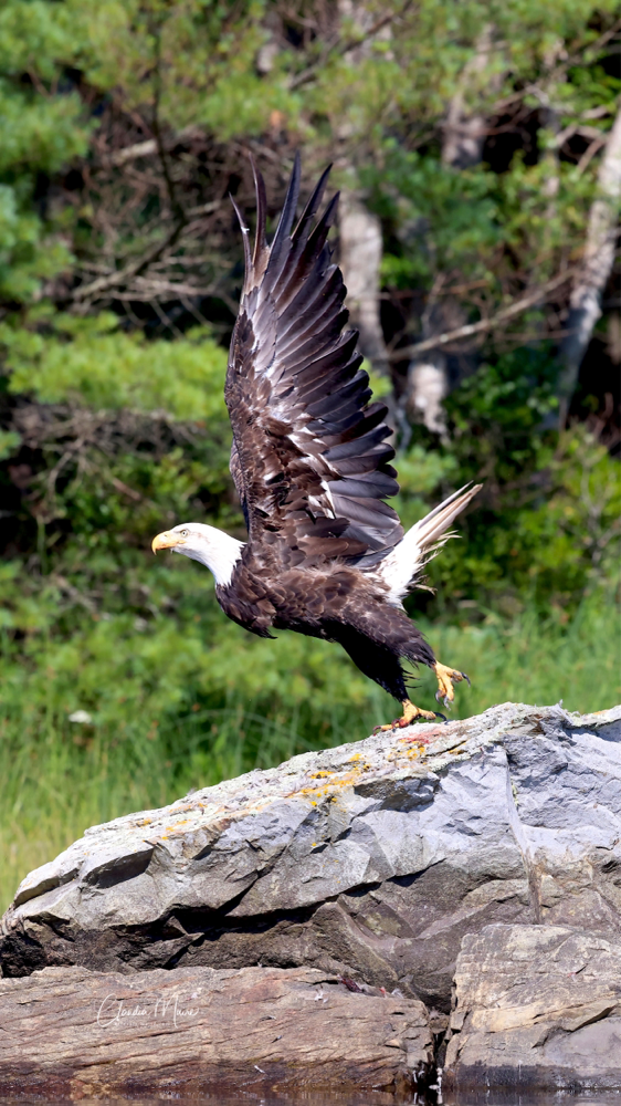 Bald Eagle / Weisskopfseeadler 
