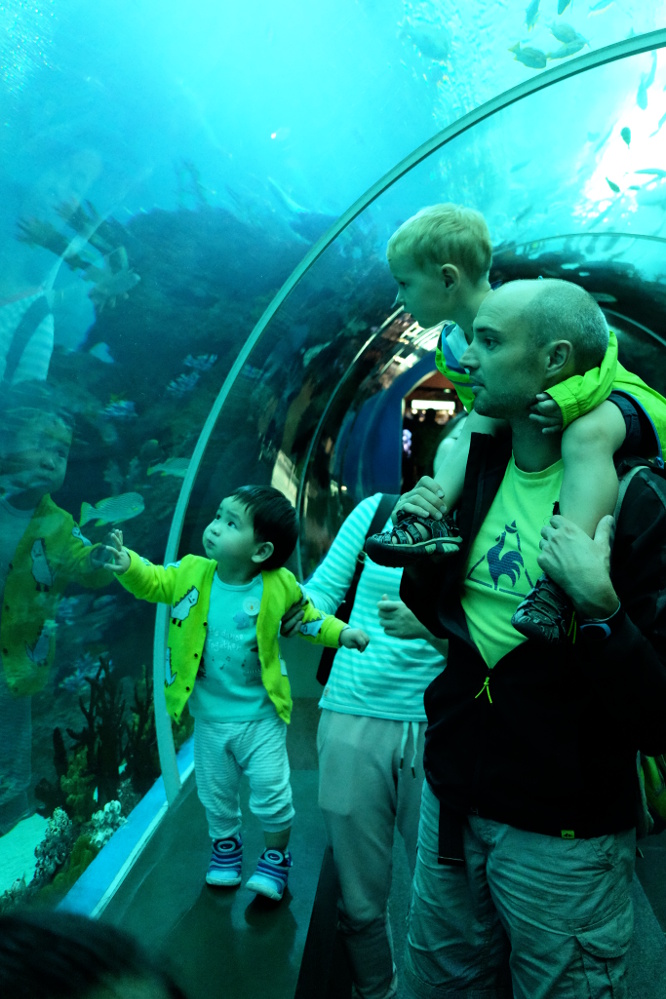 L'incroyable aquarium de Singapour