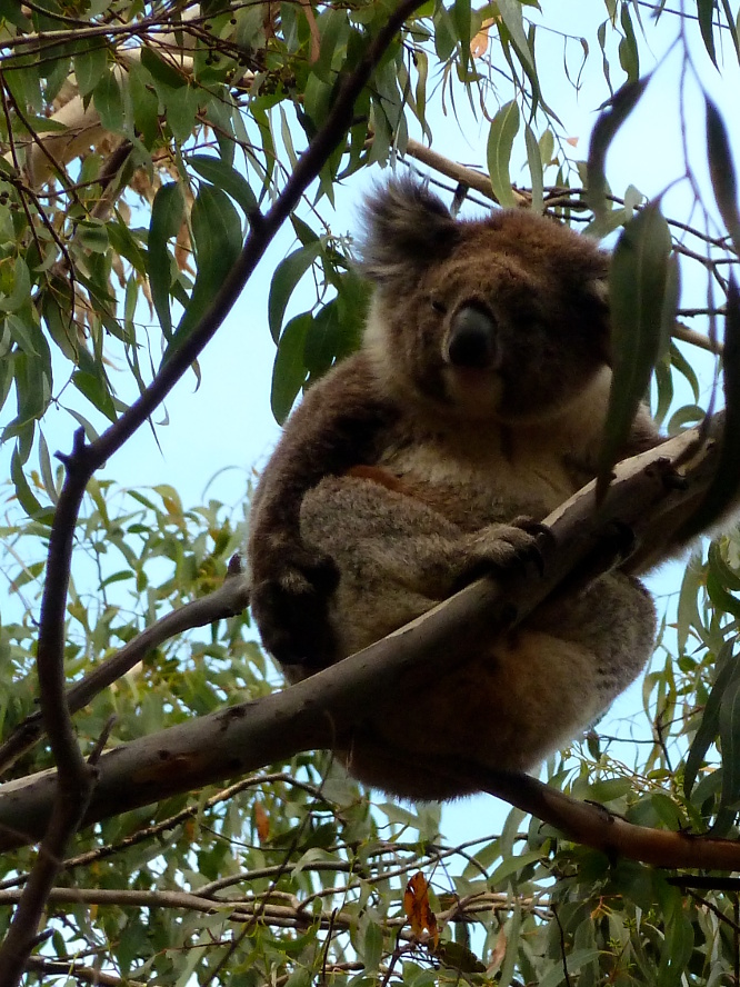 Koala (Flinders Chas National Park)