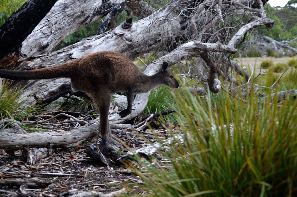 Kangourou (Flinders Chas National Park)