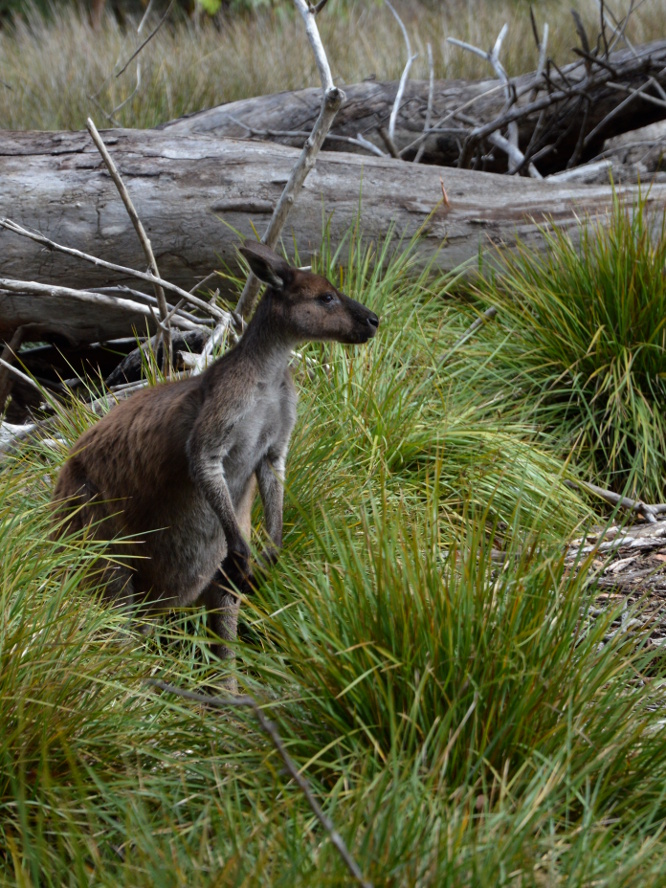 Kangourou (Flinders Chas National Park)