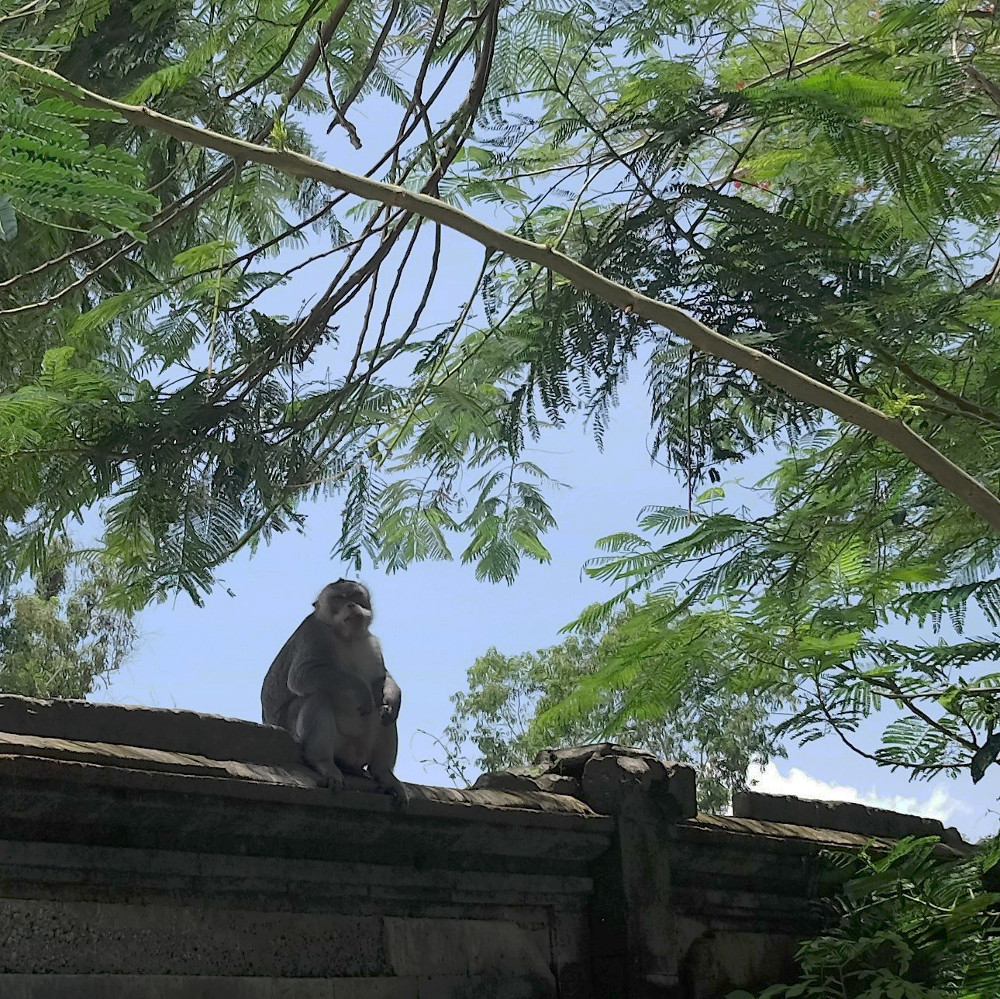 Le temple est habité par une petite colonie de singes
