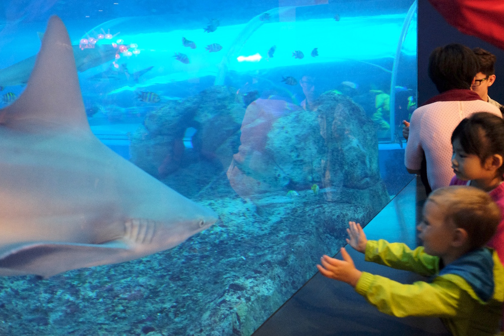 L'incroyable aquarium de Singapour
