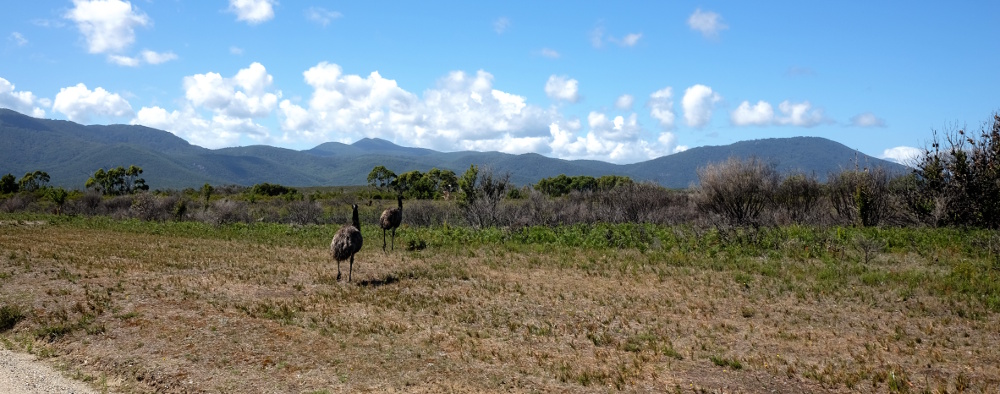Emeu en lierté à Wilson Promontary National Park