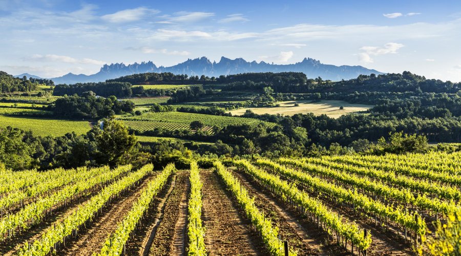 acaba l'estructura de bars a l'alt penedès