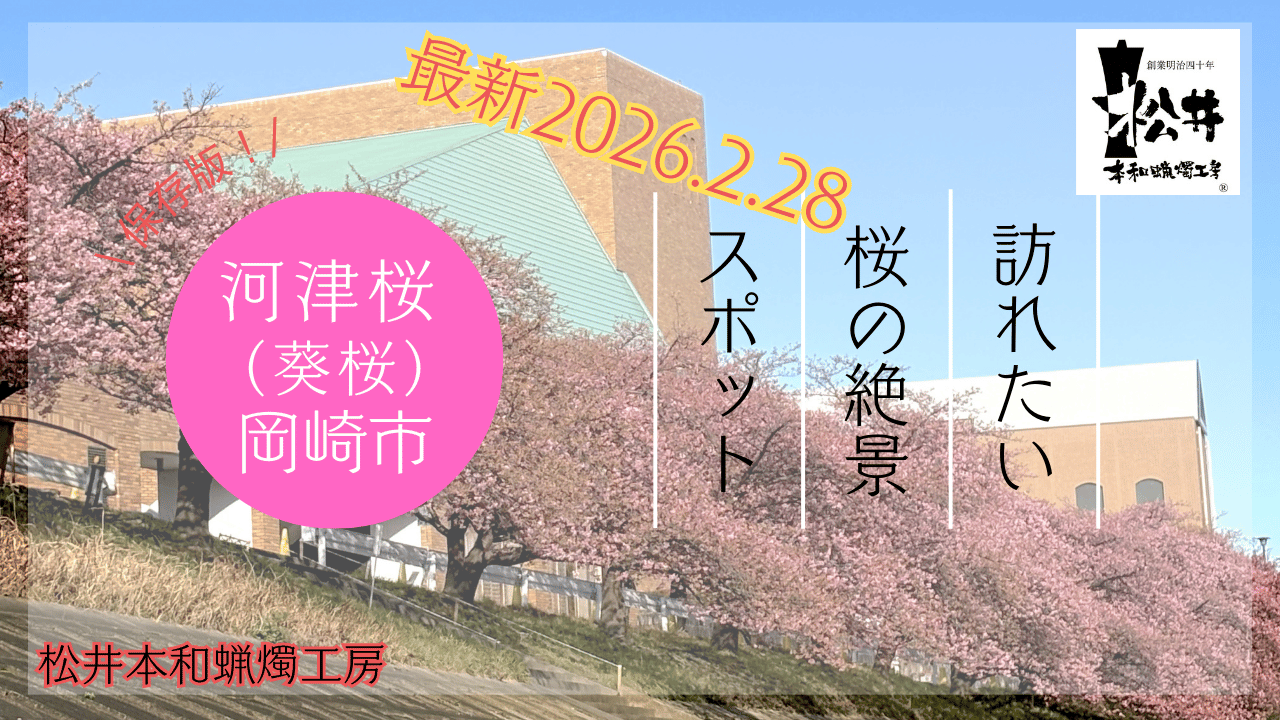 【2026岡崎市河津桜（葵桜）】最新開花情報　駐車場や周辺の様子