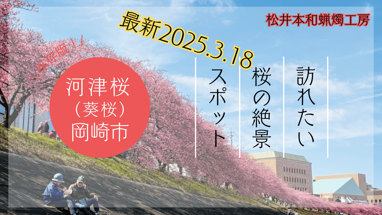 【2025岡崎市河津桜（葵桜）】最新開花情報　駐車場や周辺の様子
