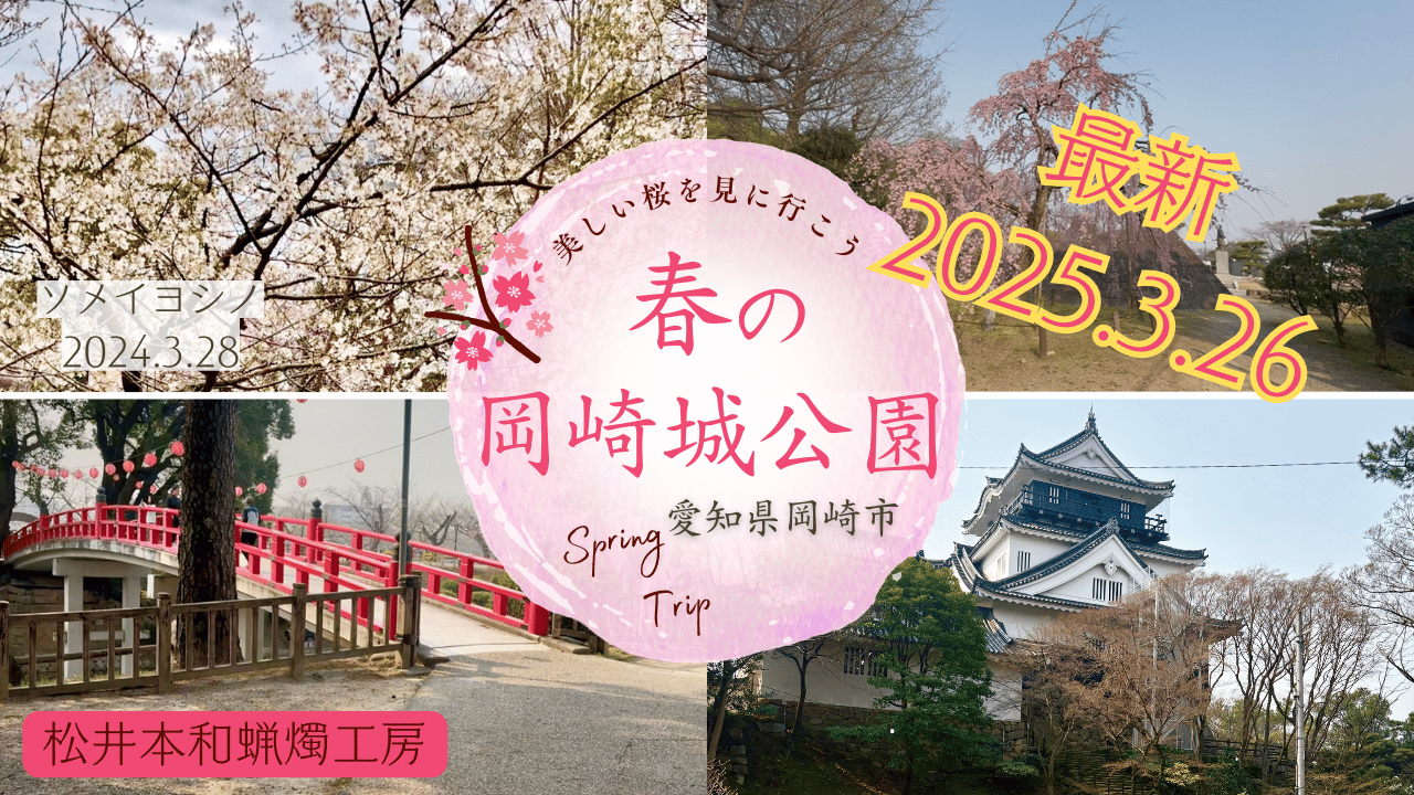 【2025岡崎市岡崎城公園　桜まつり】最新開花情報　駐車場や周辺の様子　お花見にどうぞ