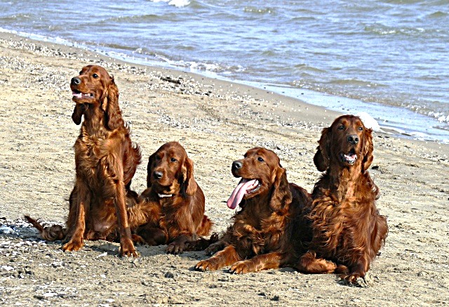Setter