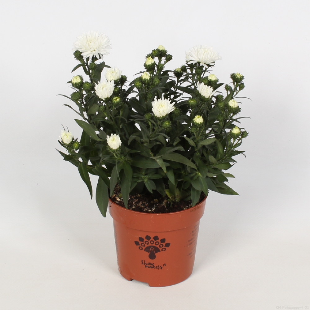 Aster Showmakers® Website van Endhoven Flowering Plants