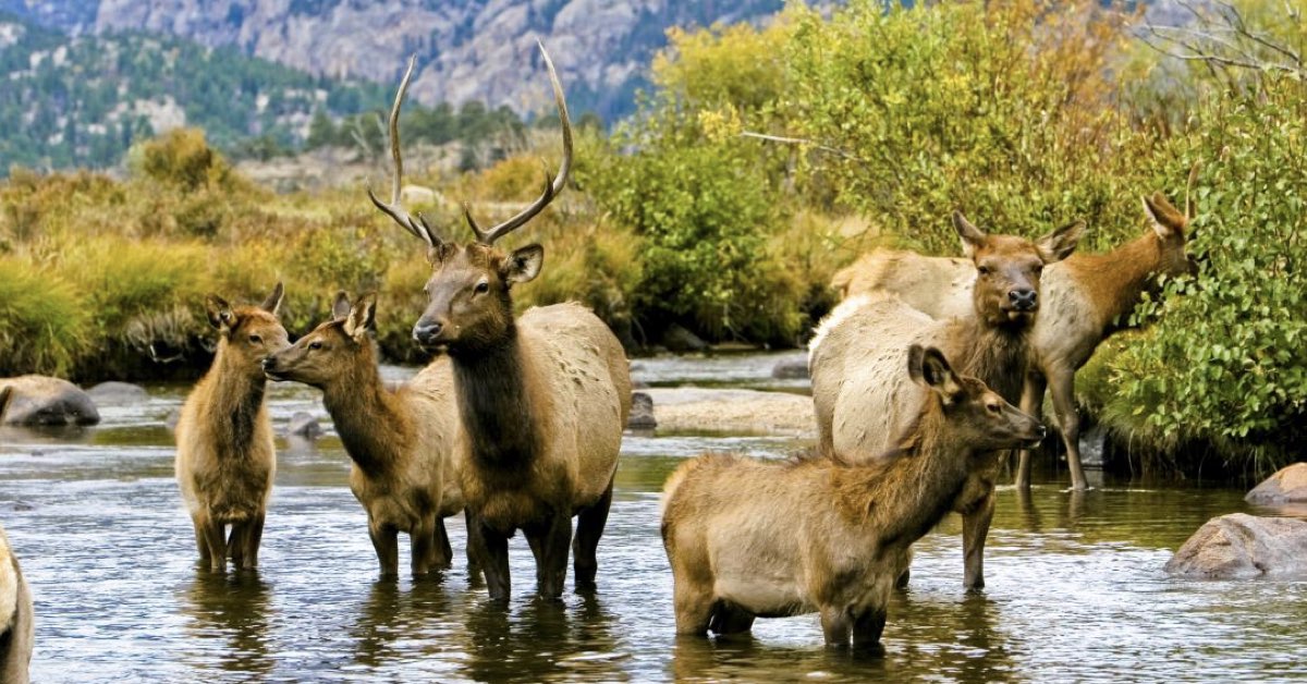 54-5 Colorado