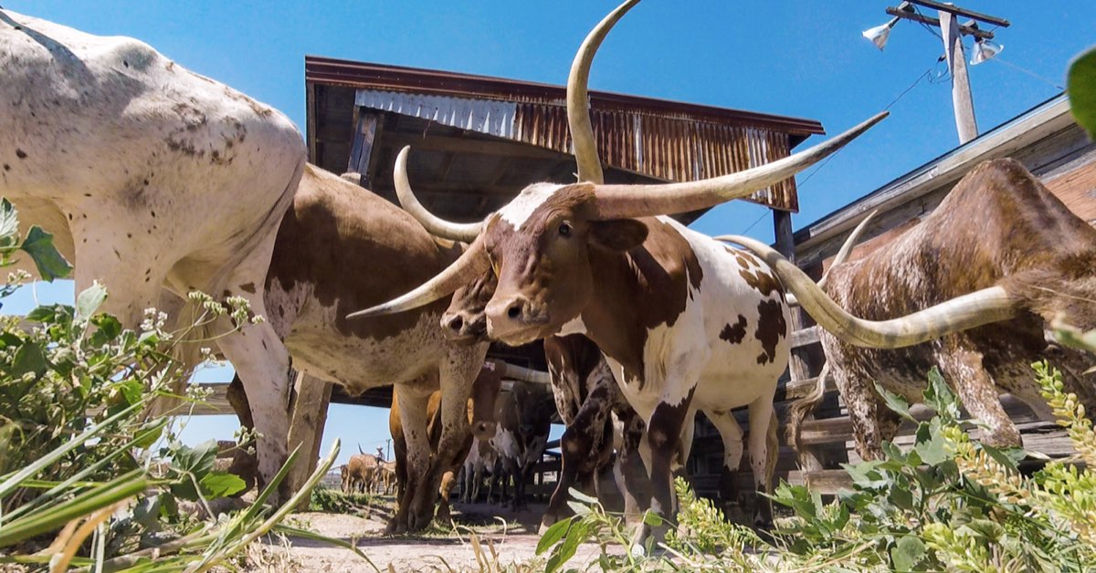 27-3 Texas