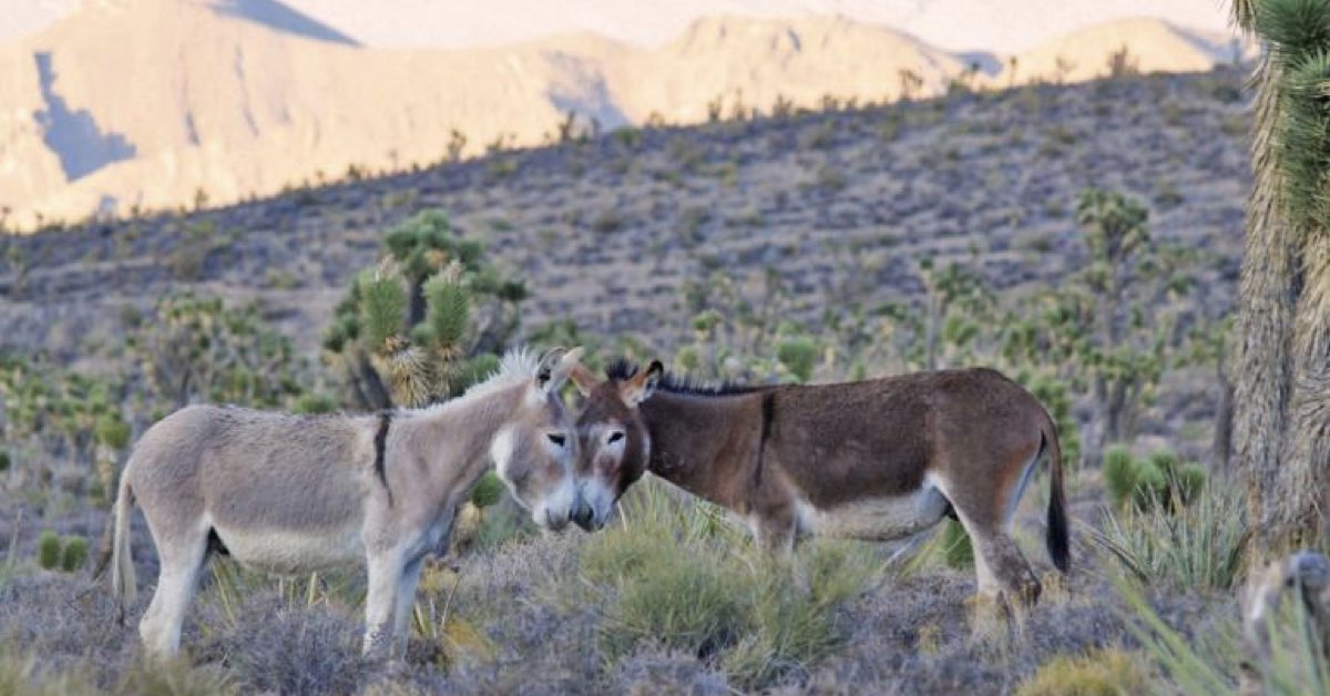 26-5 Nevada