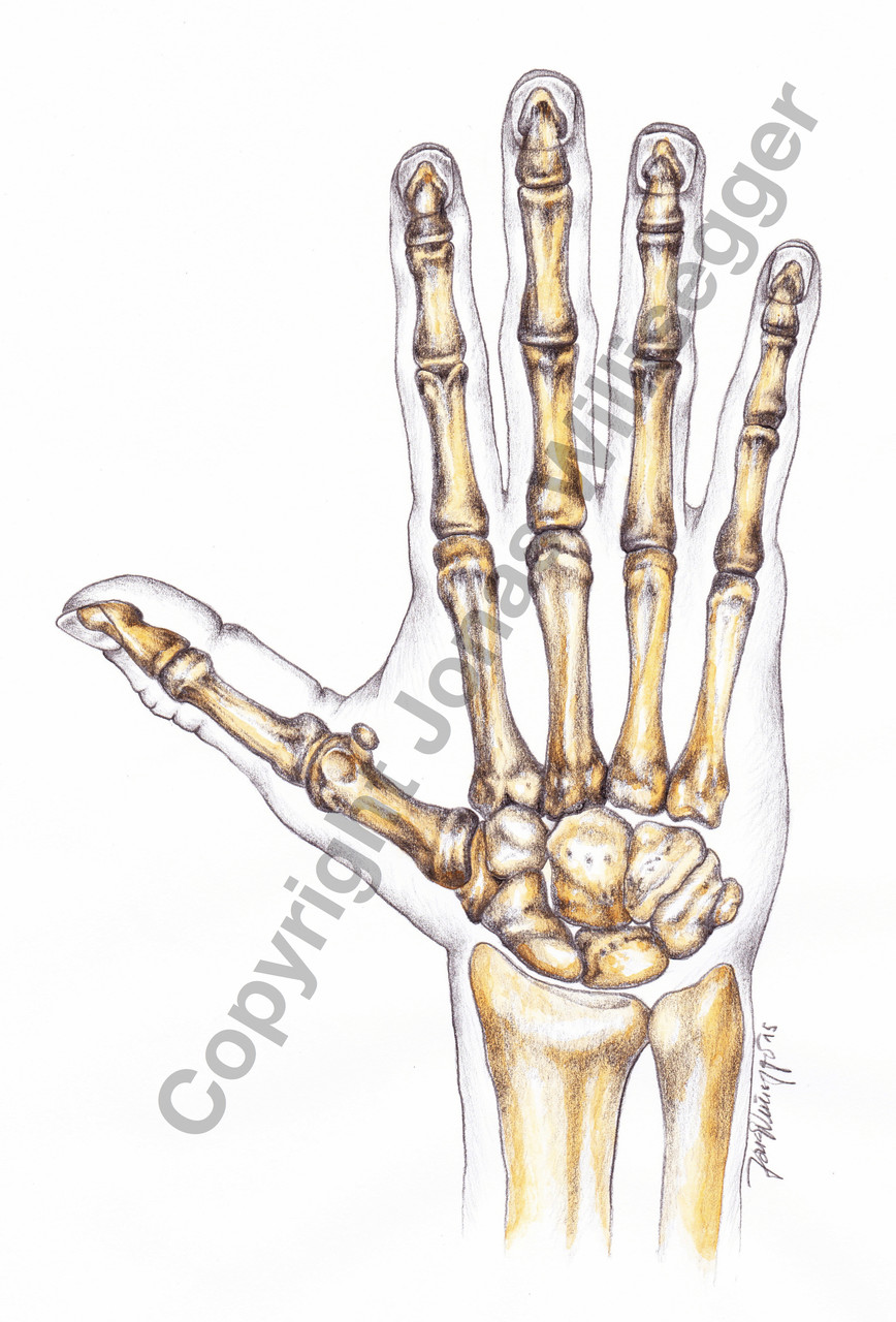 Illustration für Handchirurgie (Aquarell)