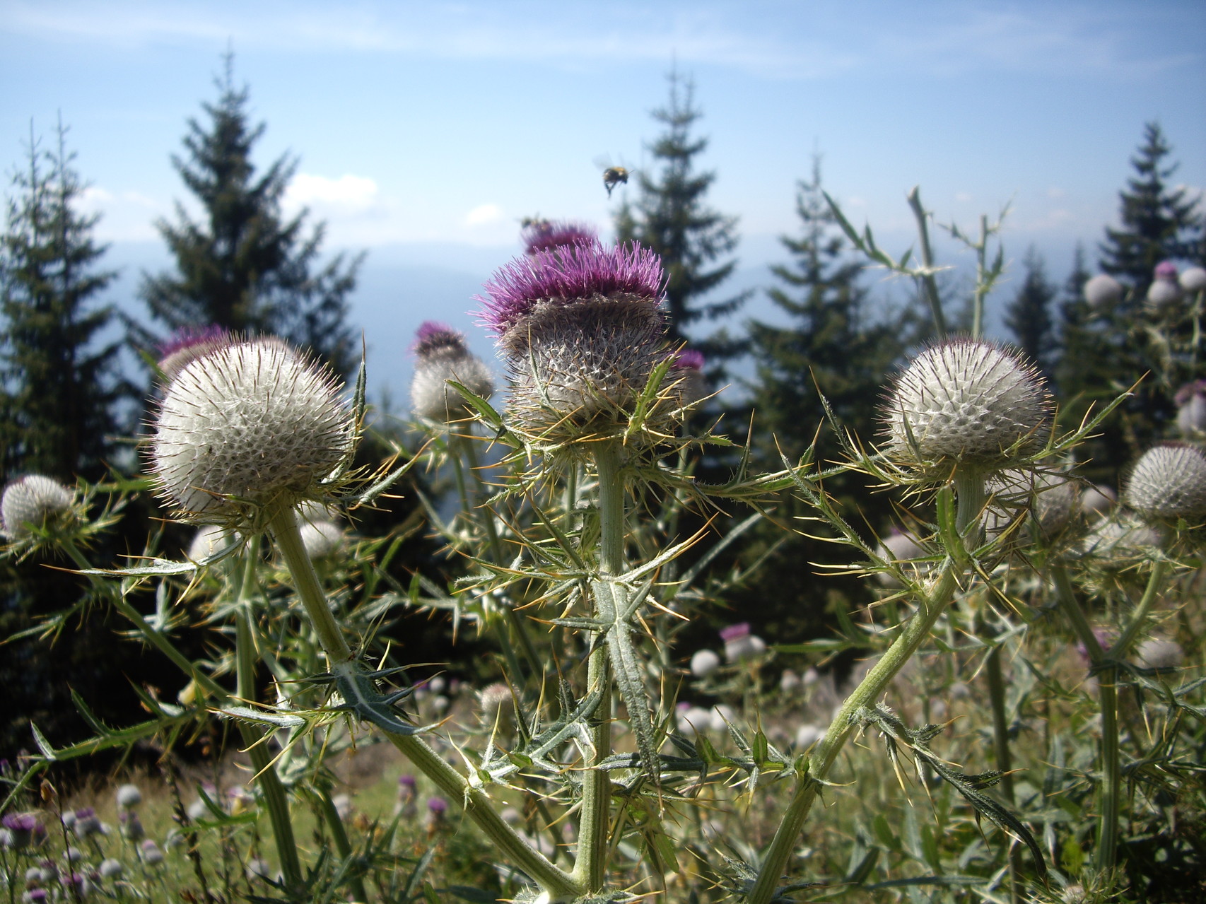 Alpen Aster