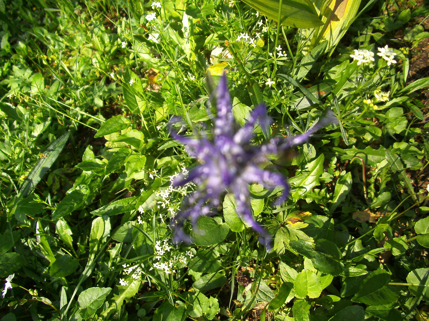 Glockenblume