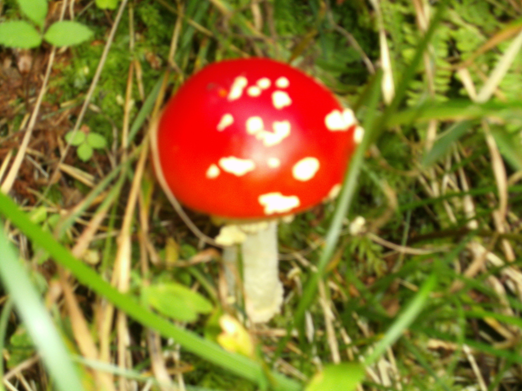 Fliegenpilz