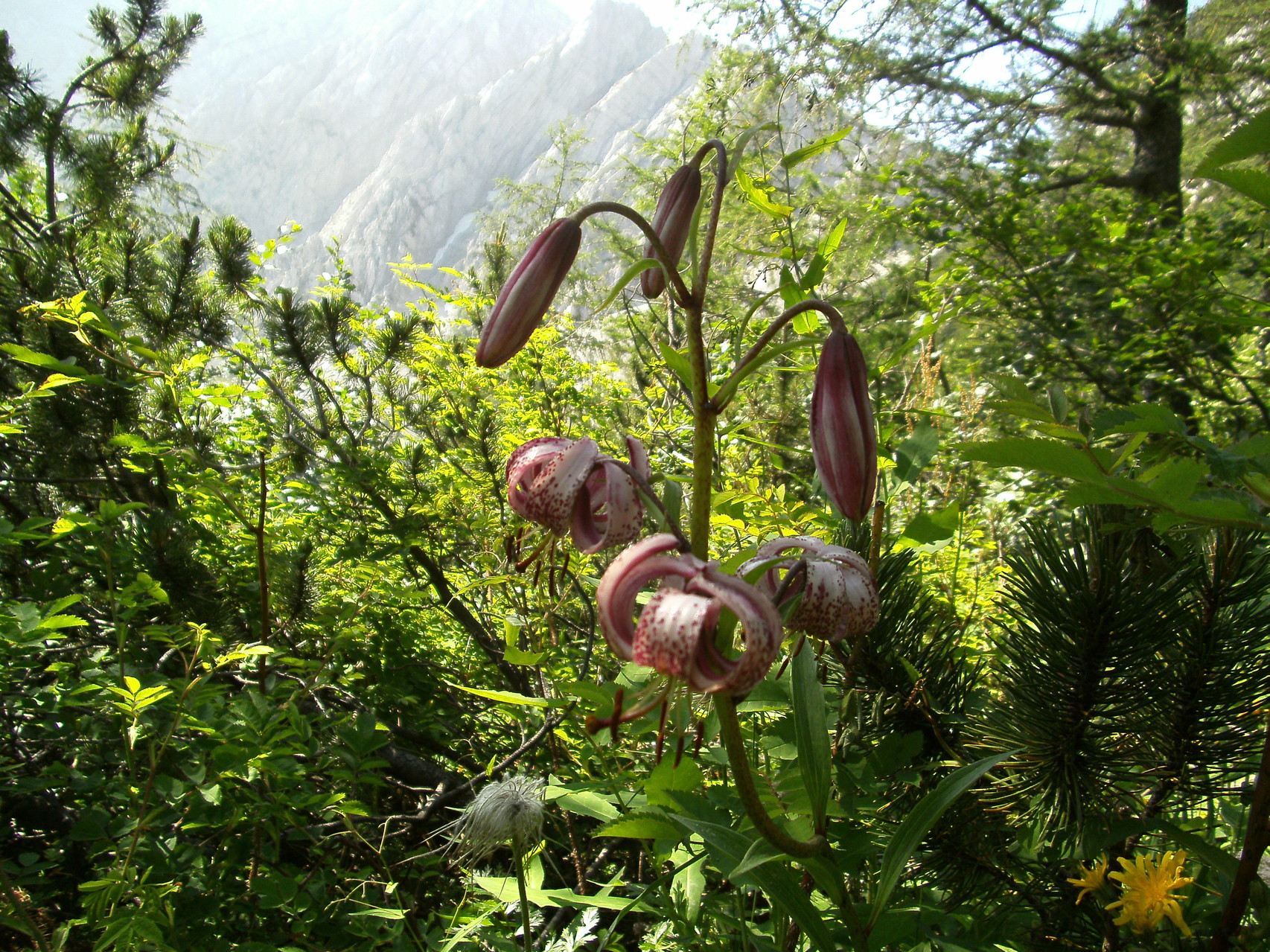 Türckenbund Orchide