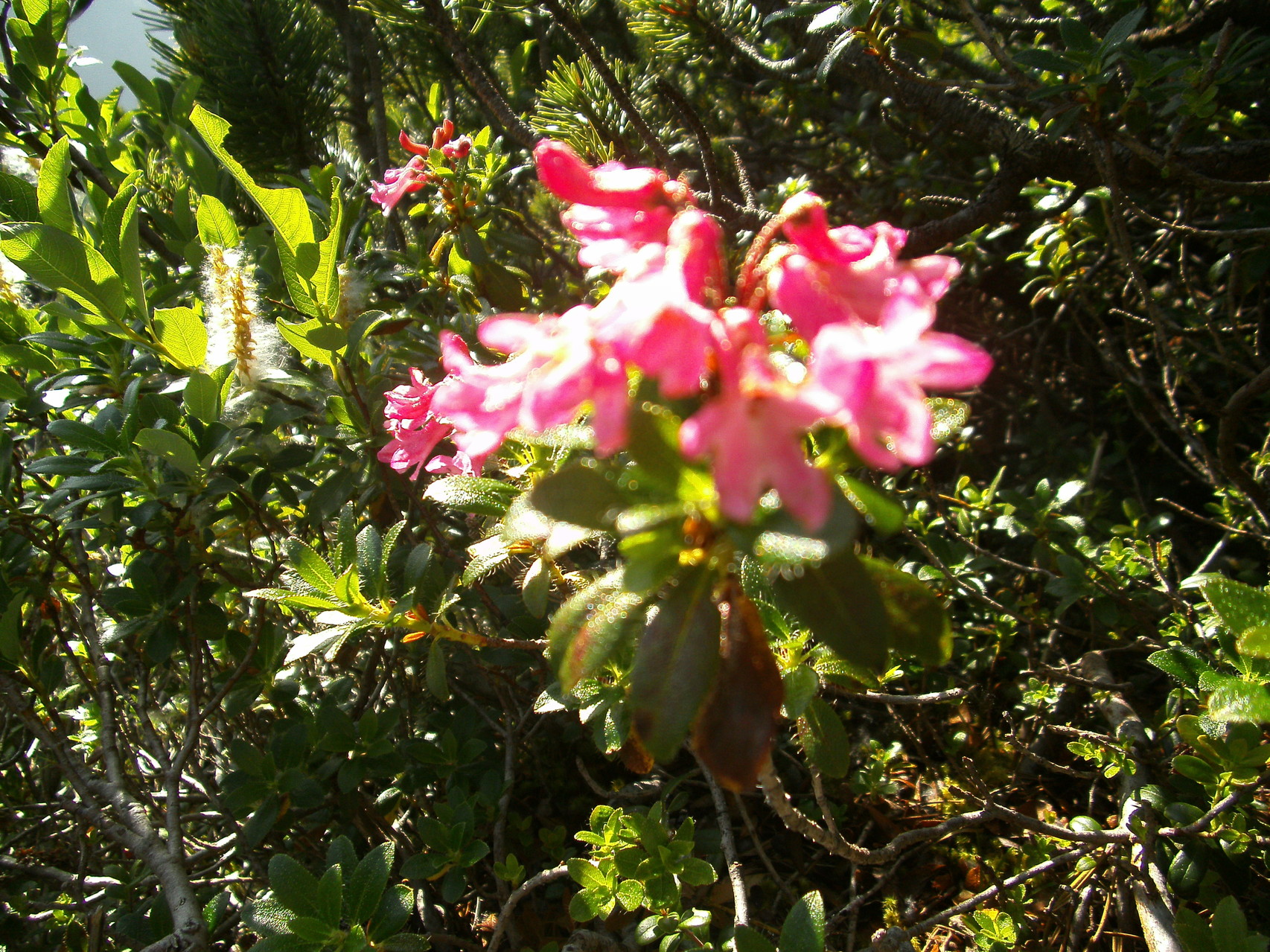 Alpenrose