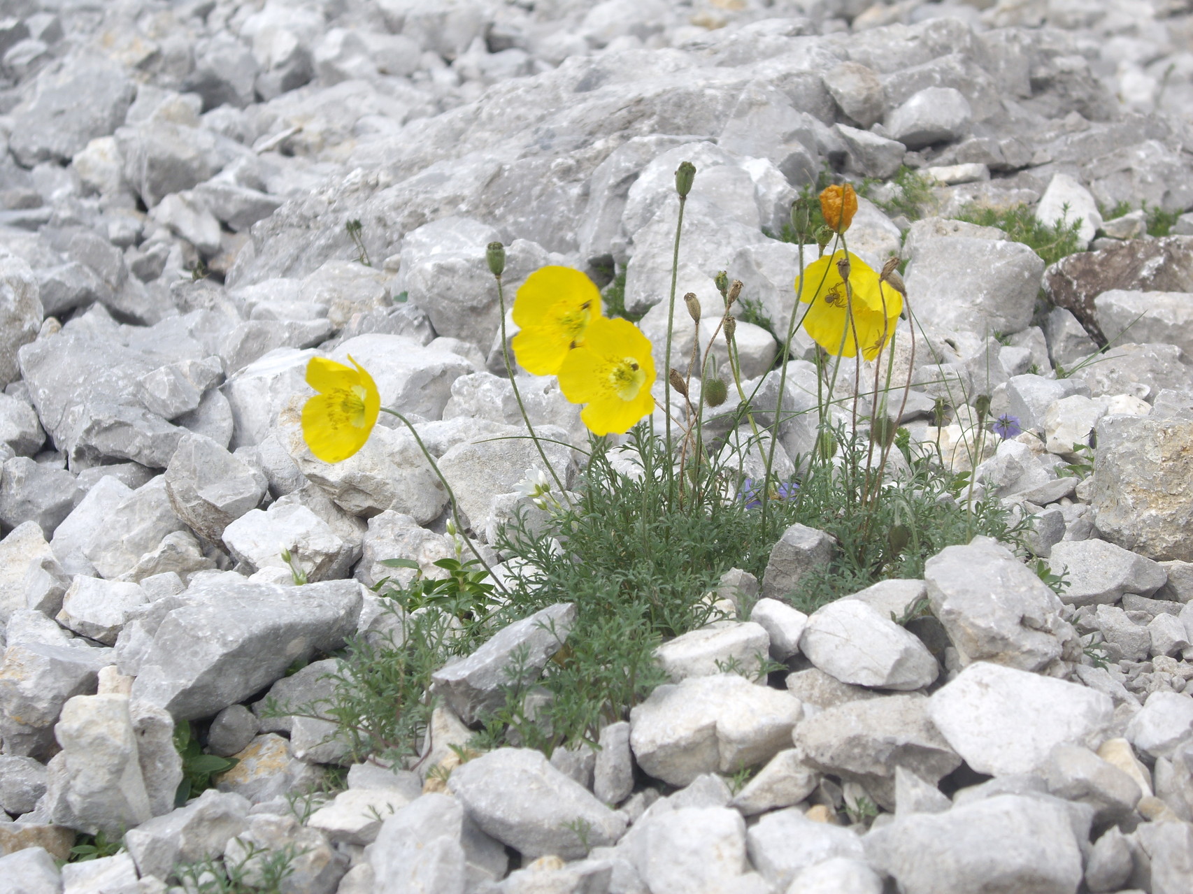 Gelber ALpenmohn