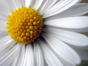 Gänseblümchen im Detail