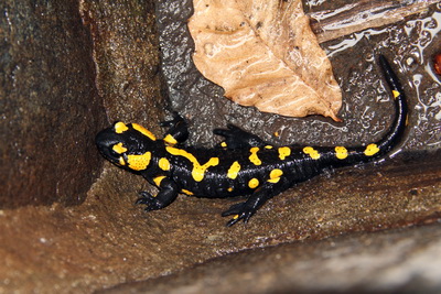 Feuersalamander Tessin