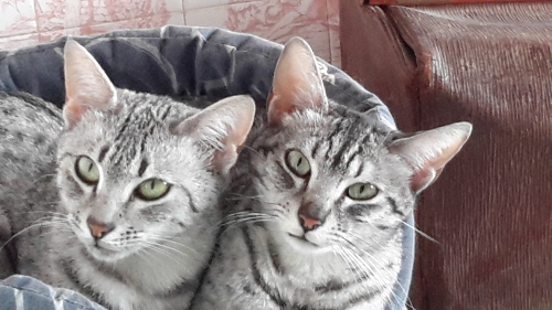 Chatterie Dessiaume Des Bois De Ciaum Eleveur Chat Mau Egyptien Site De Mauegyptien