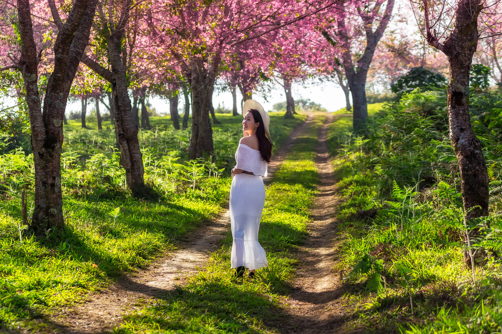 Sakura Garten in Loei 