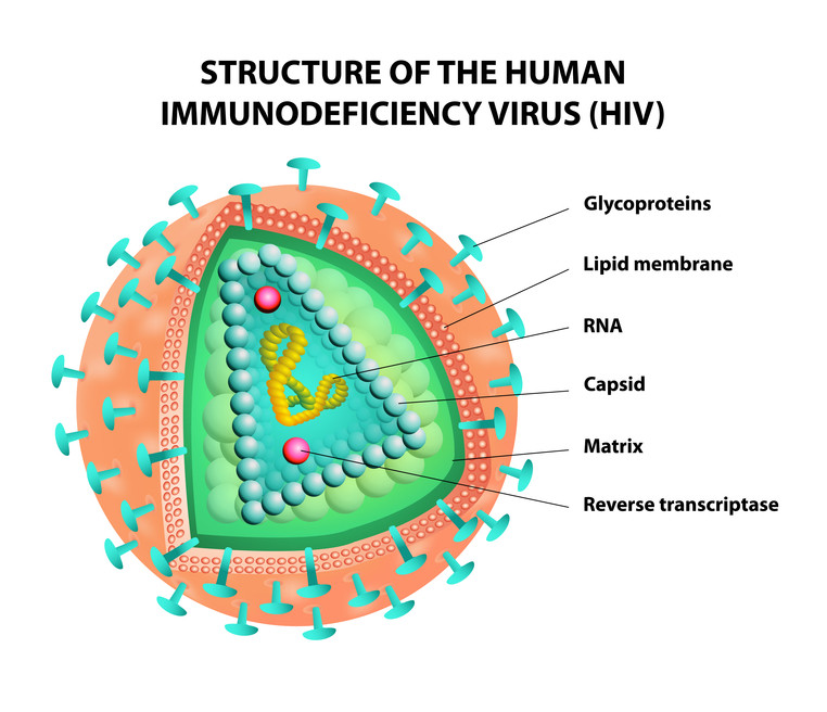HIV (Virus)