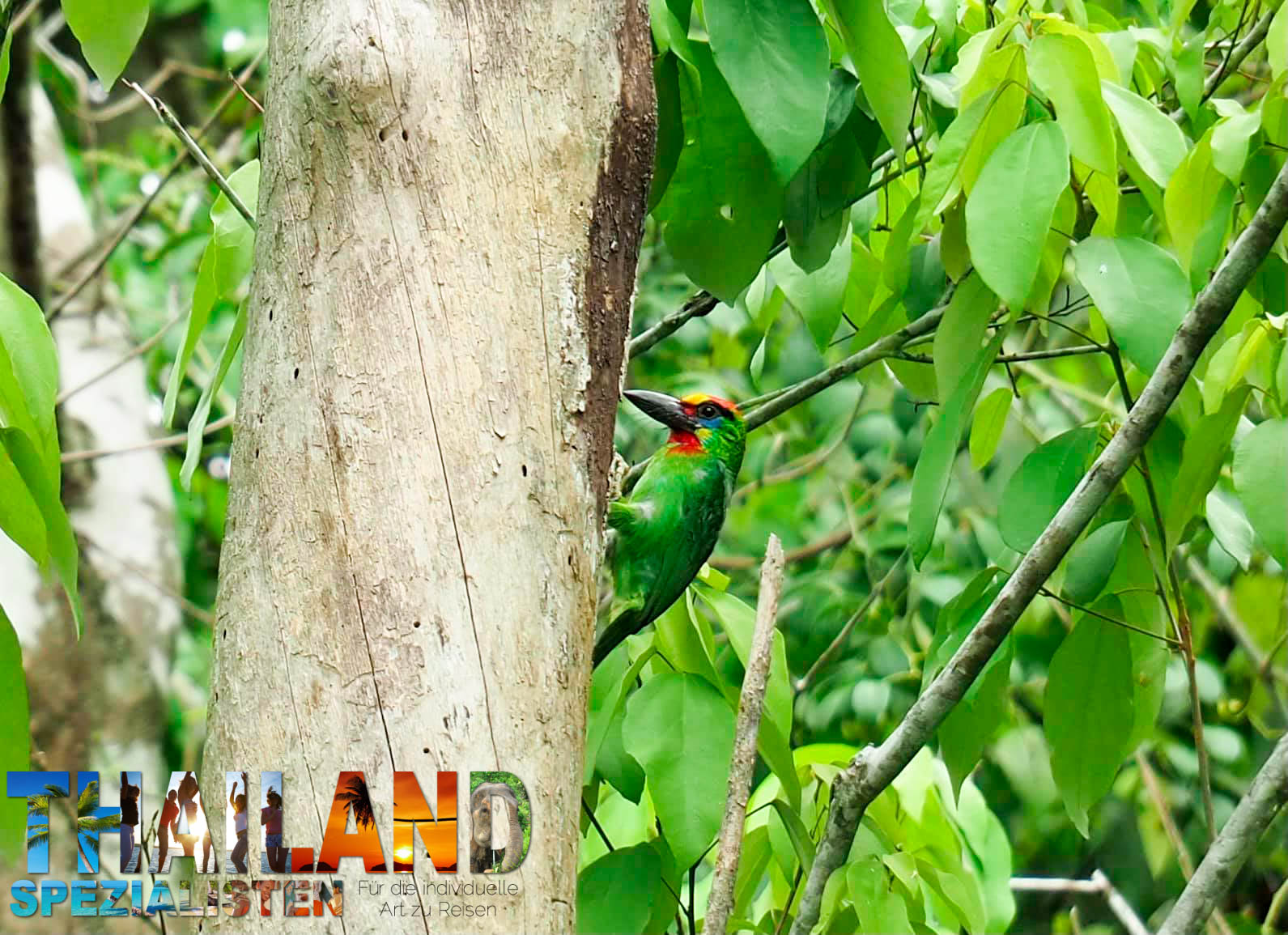 Vogelbeobachtung im Hat Khanom-Mu Ko Thale Tai National Park