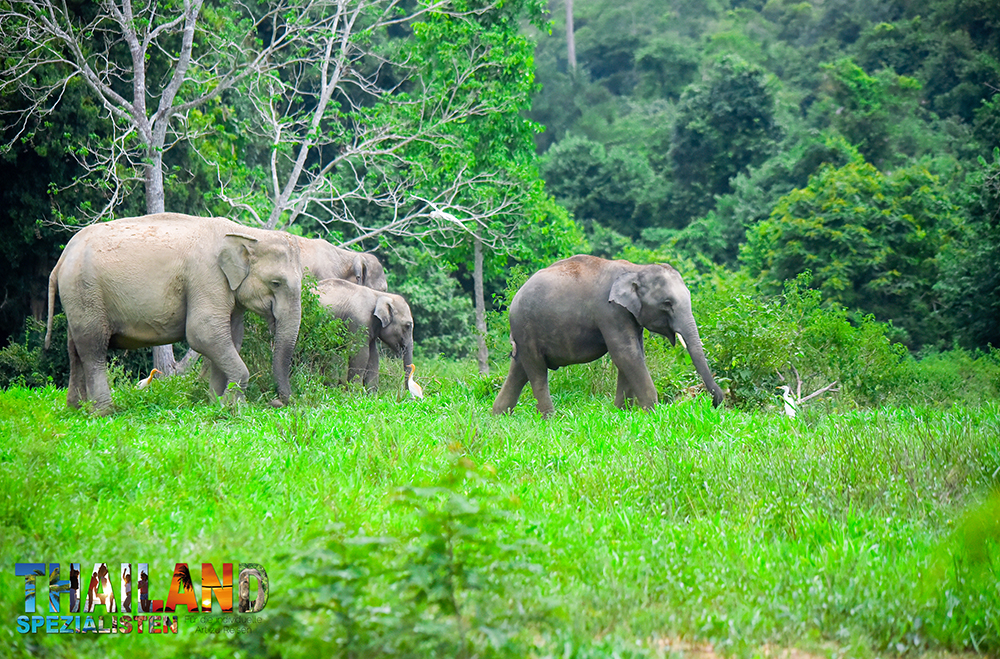 Elefanten-Familie im Kui Buri Nationalpark