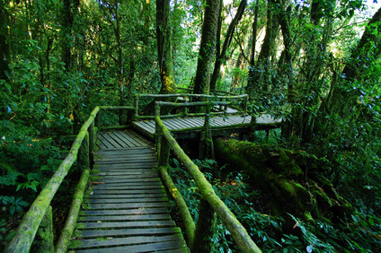 Trekking Doi Inthanon