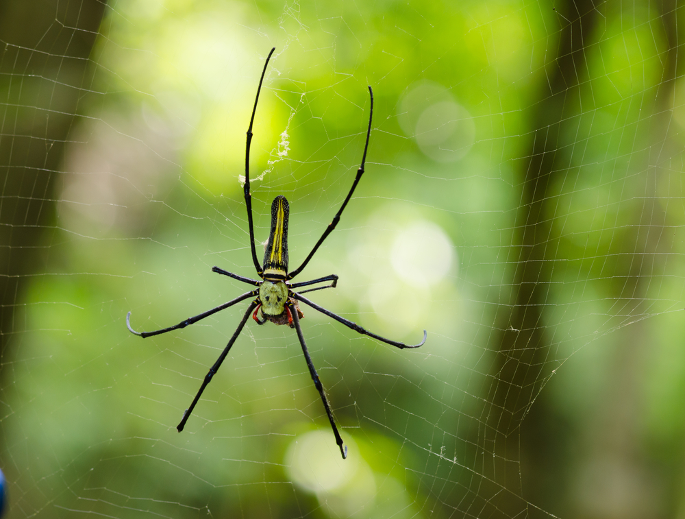 Spinnen in Thailand ThailandSpezialisten
