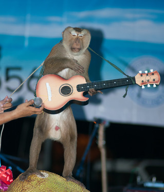 Ein Affe der Gitarre spielt?!